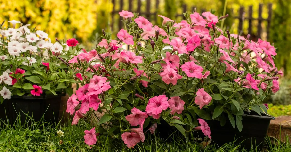 How to Create a Beautiful DIY Home Garden Step-by-Step